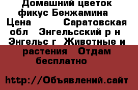 Домашний цветок фикус Бенжамина › Цена ­ 550 - Саратовская обл., Энгельсский р-н, Энгельс г. Животные и растения » Отдам бесплатно   